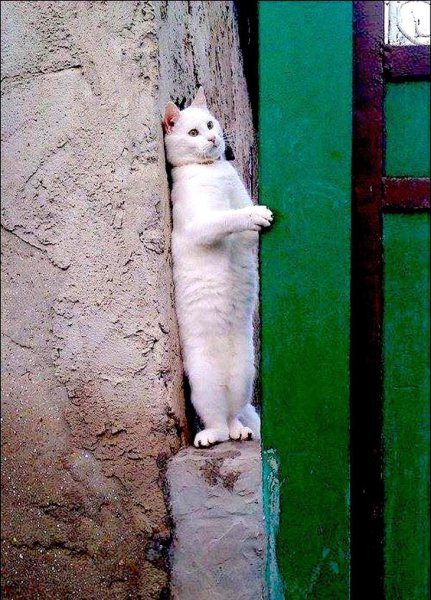 Кот прячется