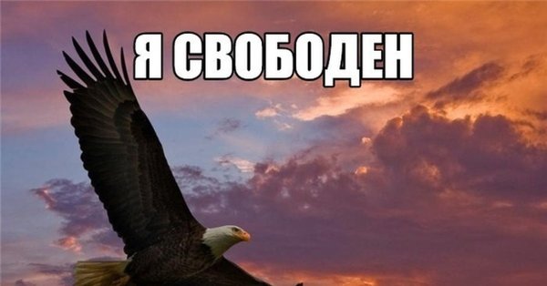 Свобода птица в небе