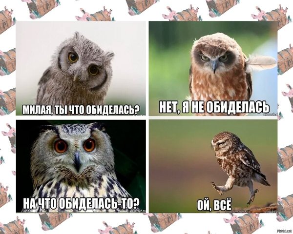 Мемы с совами