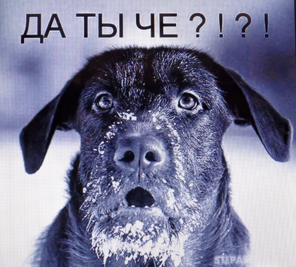 Прикольные морды