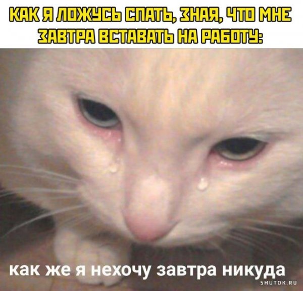 Грустные пикчи с котиками