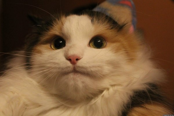 Мемы с котиками