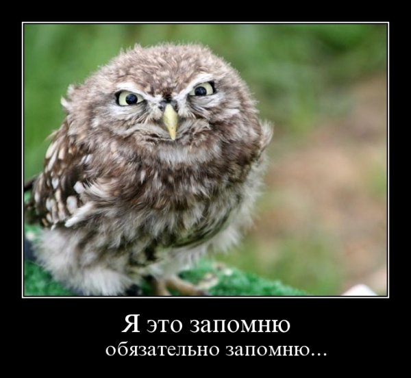 Смешные Совы с надписями