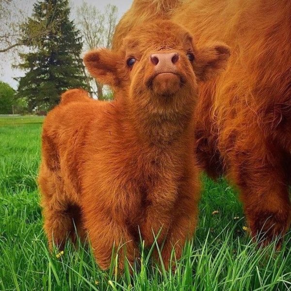 Шотландские коровы породы хайленд