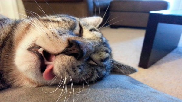 Спящие котики