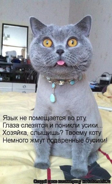 Смешные надписи с котами