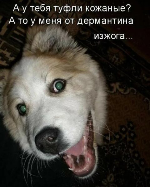 Смешные картинки снадпясями