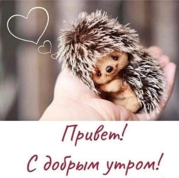 Доброе утро с Ёжиком