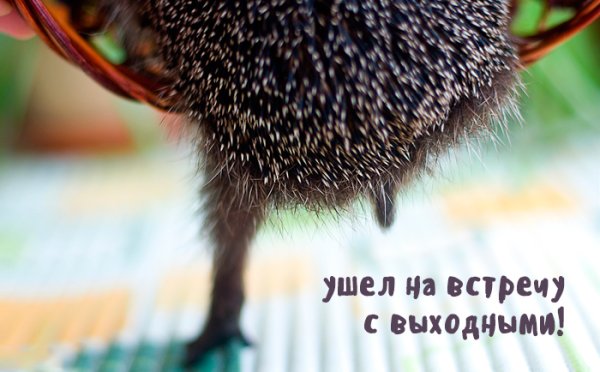 С добрым утром Ежик