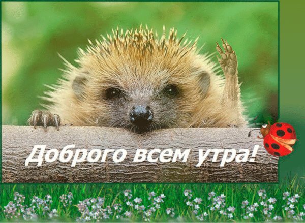 Открытки с добрым утром с изображением животных