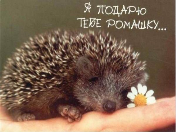 Милые ежики