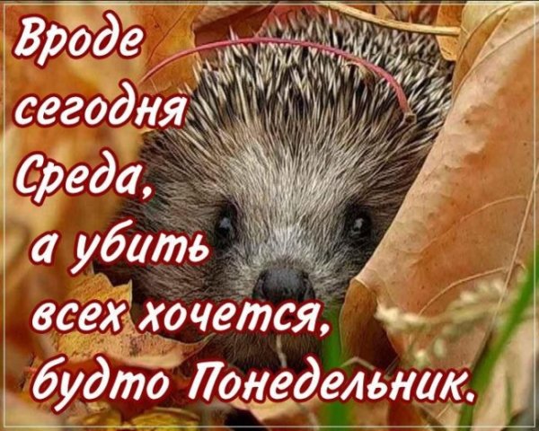 Ежик с пожеланиями