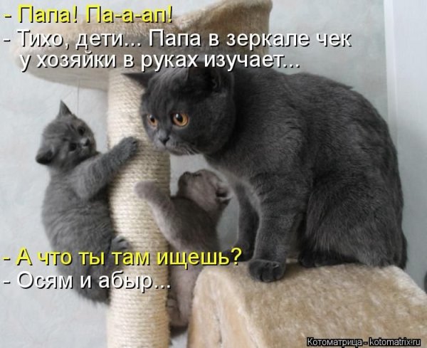 Юмор с котами с надписями