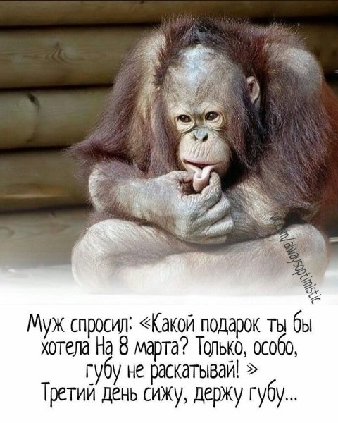 Картинки для настроения смешные
