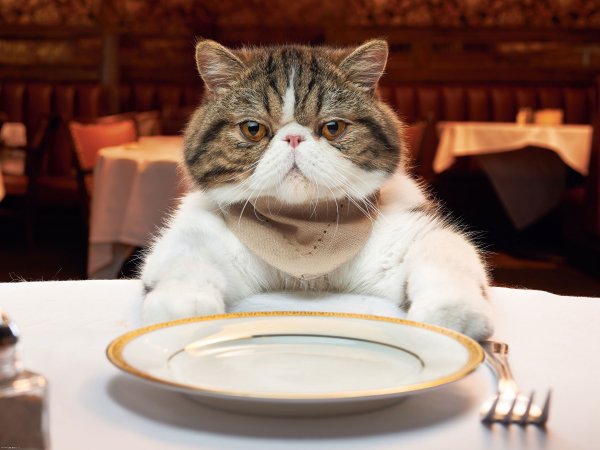 Котик с едой