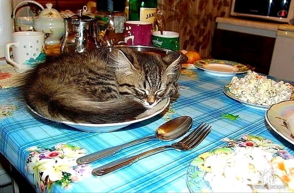 Кот на праздничном столе