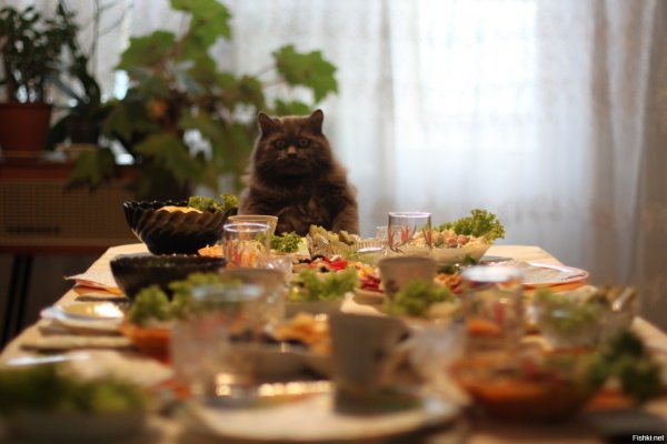 Кот и новогодний стол