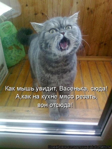 Котики с прикольными надписями