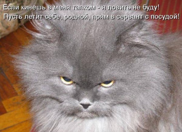 Смешные коты с надписями