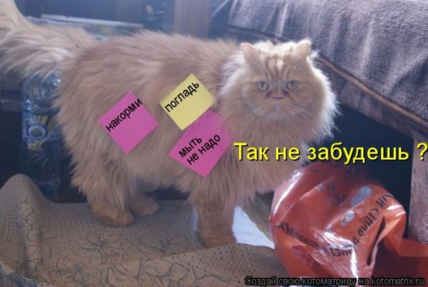 Смешные коты с надписями