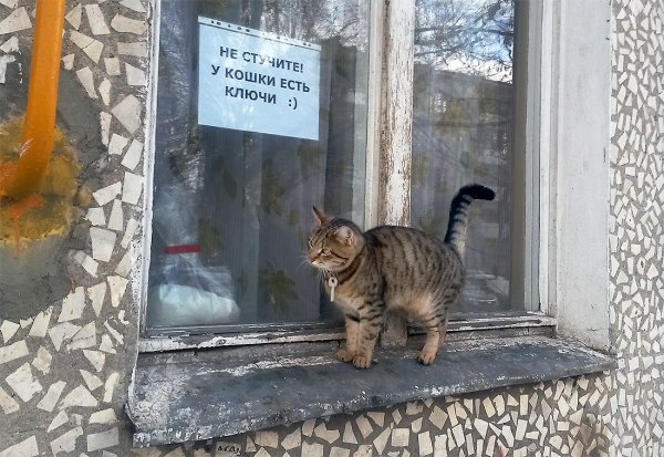 Кошки юмор