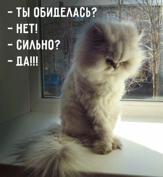 Обиженный котик