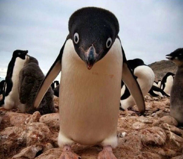 Замерзший пингвин
