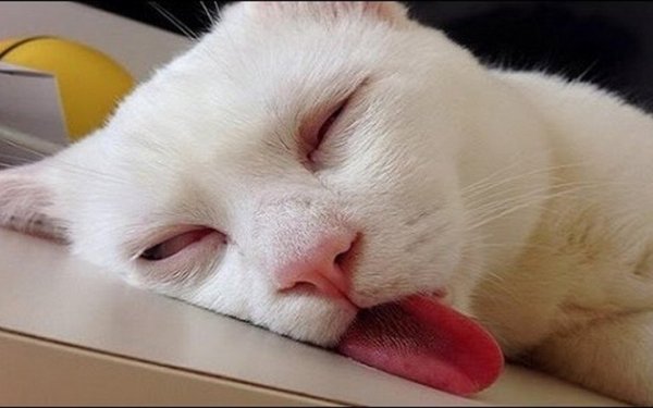 Спящие котики