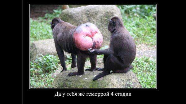 Смешные попы животных