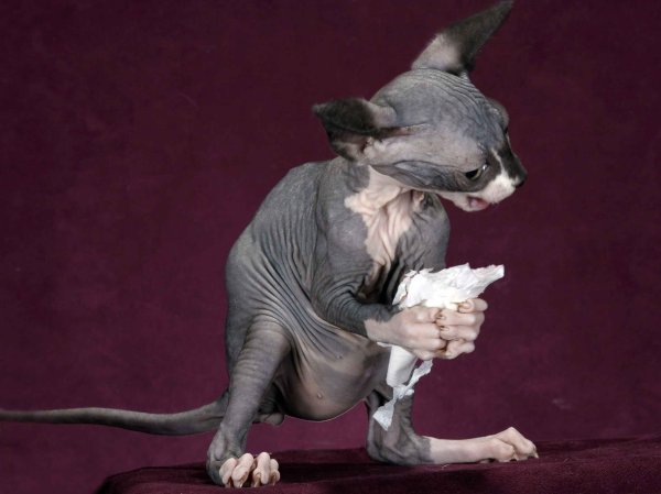 Сфинкс юмор