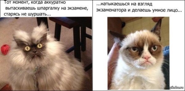 Смешные картинки про экзамены