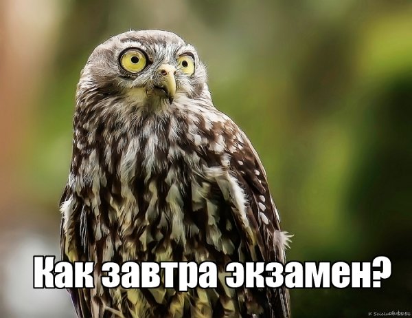 Завтра экзамен картинки