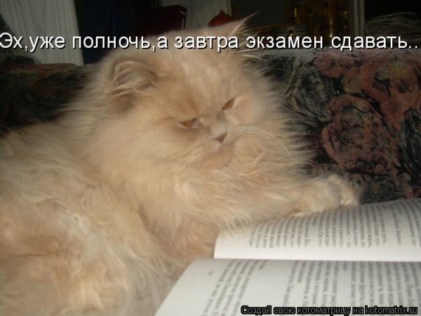 Удачи на экзамене кот