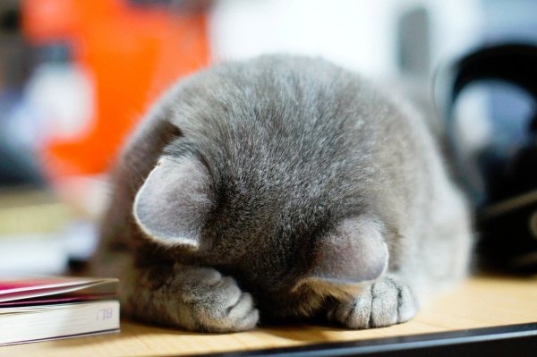 Кот уткнулся