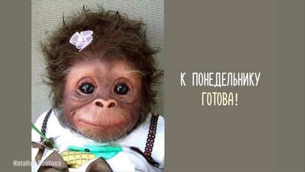 Открытки с понедельником прикольные