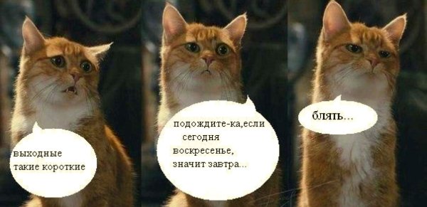 Завтра воскресенье картинки прикольные