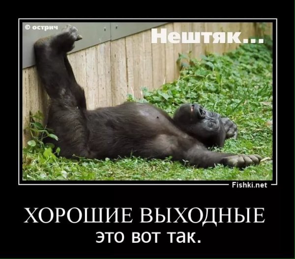 Демотиваторы про выходные