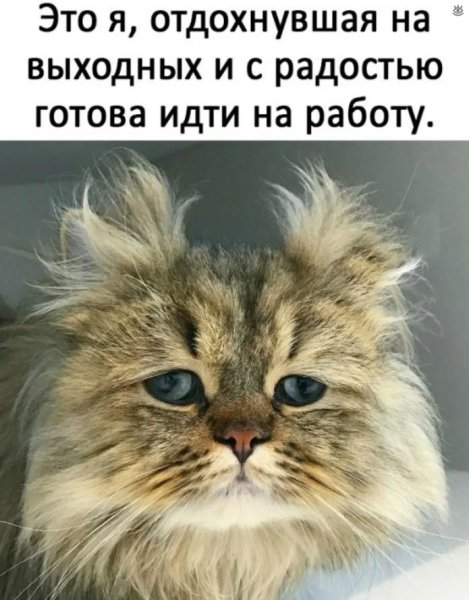 Приколы про выходные