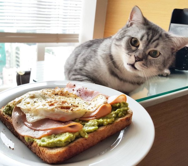 Коты и еда