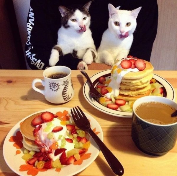 Завтрак с котиками