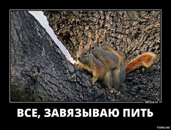 Белочка демотиватор