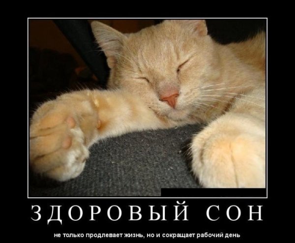 Смешные фразы про сон