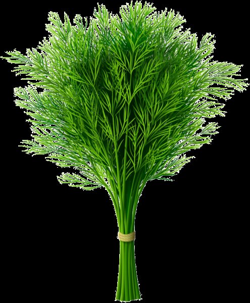 Укроп Пан Матеуш