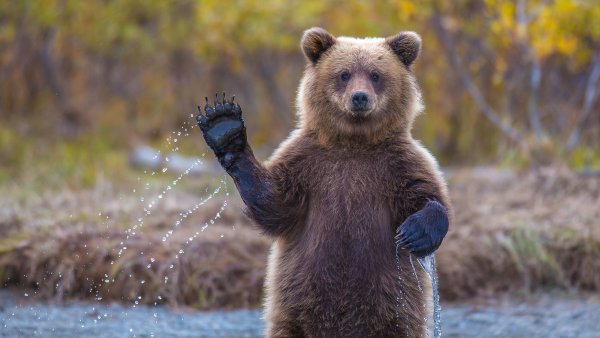 Животные на рабочий стол во весь экран