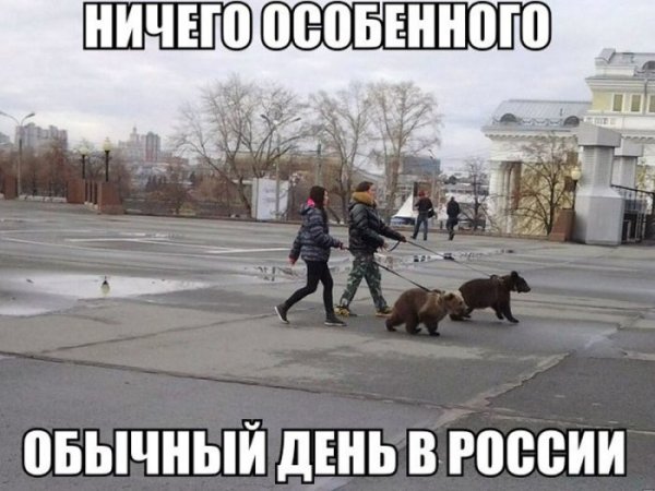 Медведи на улицах России