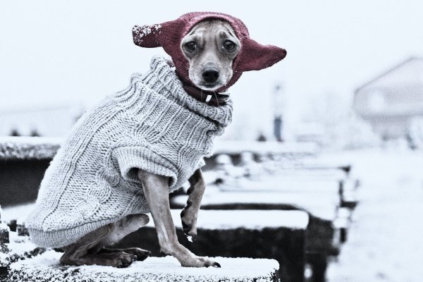 Собака на холоде