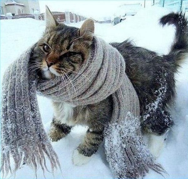 Кот замерз