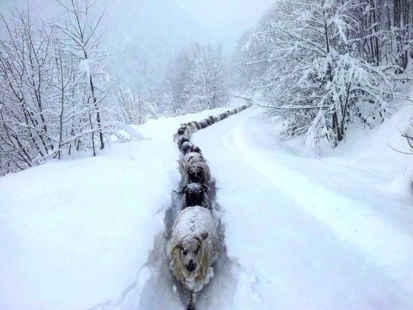 Смешная зима