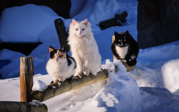 Коты зимой