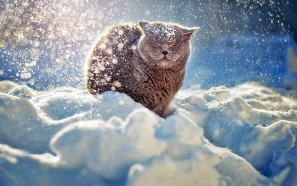 Кот зима